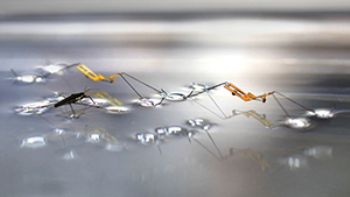 Robotic insect jumps from water