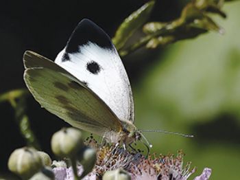 Cabbage White butterfly shows the way