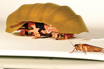 Cockroaches inspire search-and-rescue robots