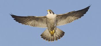 Peregrine falcons inspire future aircraft 