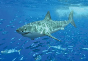 Drones and Al tackle shark problem