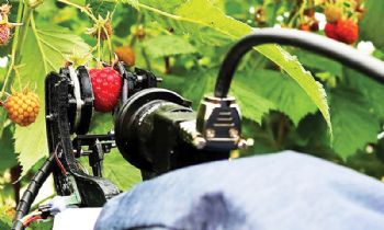 Initial field trials of raspberry harvesting robot
