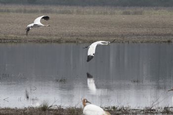 Wind turbines threaten endangered birds