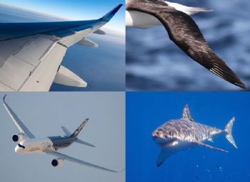 Airbus engineers study the natural world