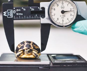 Getting the measure of a spider tortoise