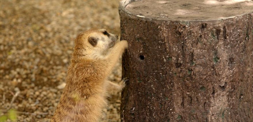 3-D printing helps meerkats mimic wild behaviours