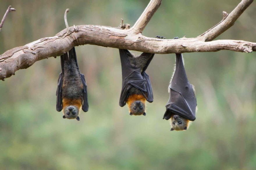 ‘Bat-sense’ tech generates images from sound