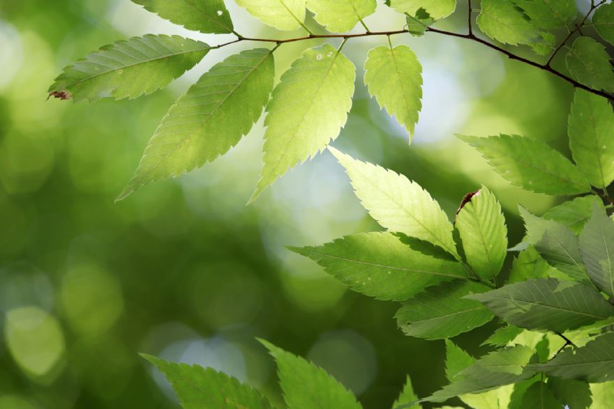 Hoffmann Group UK to plant 10,000 trees as part of green initiative