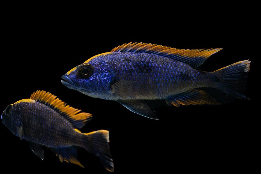 Fish sensory organ key to navigational skills of underwater robots