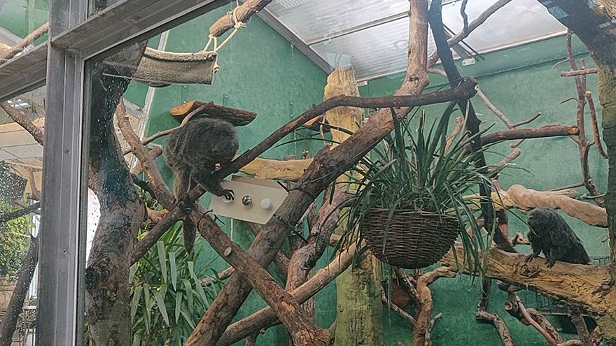 Monkeys could be key to future interactive enrichment systems