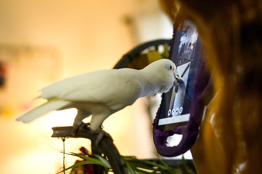 Video-calling tech could help lonely parrots flock together