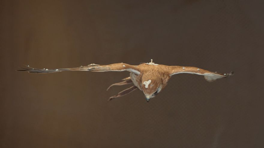 Flight of kestrels could inform future drone designs
