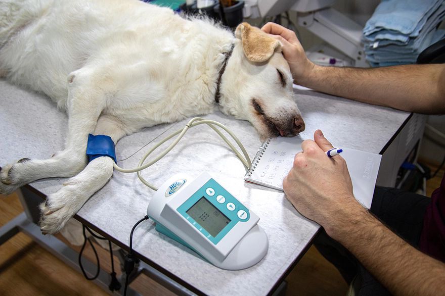 Oxygen generator reduces costs at veterinary centre