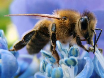 Honeybee decline blamed on diesel exhaust