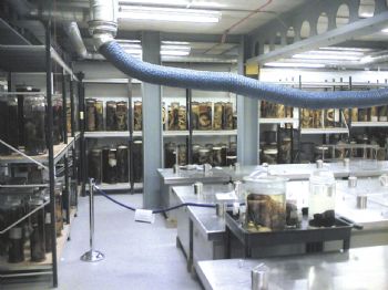 Preserving Darwin Centre specimens