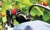 Initial field trials of raspberry harvesting robot