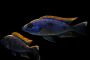 Fish sensory organ key to navigational skills of underwater robots