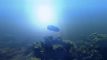 New autonomous underwater demonstrator to launch next year
