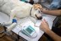 Oxygen generator reduces costs at veterinary centre