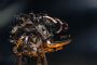 Powerful V12 engine for Aurora under construction