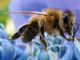 Honeybee decline blamed on diesel exhaust
