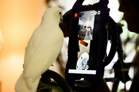 Parrots 3